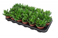 Arbre de jade (small)